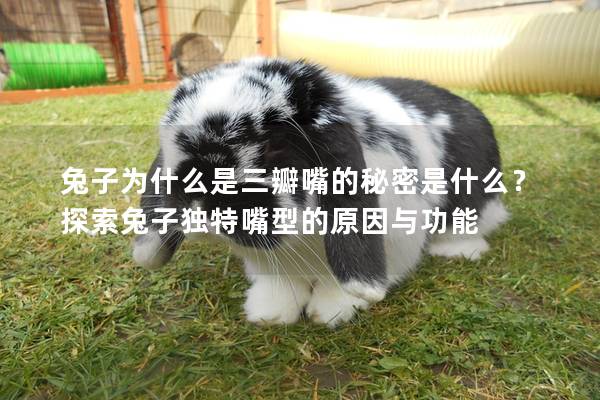 兔子为什么是三瓣嘴的秘密是什么？探索兔子独特嘴型的原因与功能