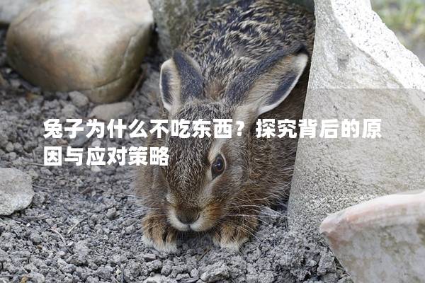兔子为什么不吃东西？探究背后的原因与应对策略