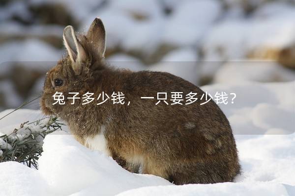 兔子多少钱，一只要多少钱？
