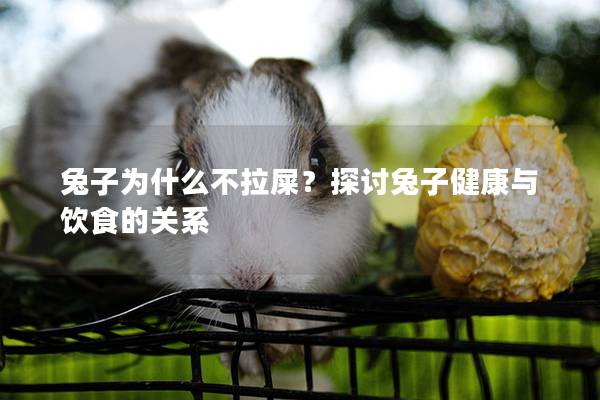 兔子为什么不拉屎？探讨兔子健康与饮食的关系