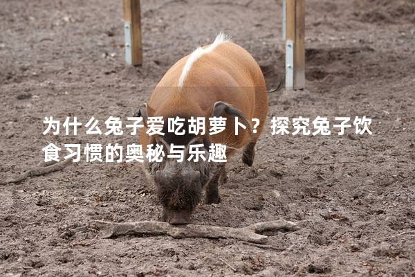 为什么兔子爱吃胡萝卜？探究兔子饮食习惯的奥秘与乐趣