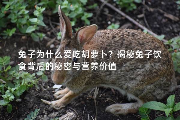 兔子为什么爱吃胡萝卜？揭秘兔子饮食背后的秘密与营养价值