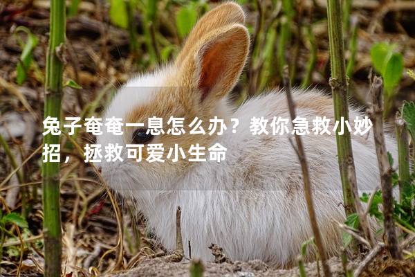 兔子奄奄一息怎么办？教你急救小妙招，拯救可爱小生命