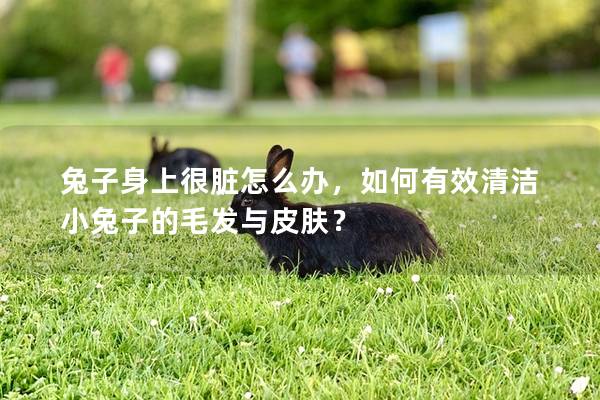 兔子身上很脏怎么办，如何有效清洁小兔子的毛发与皮肤？