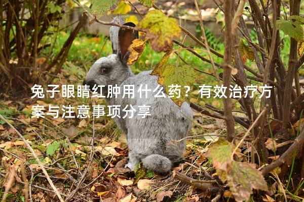 兔子眼睛红肿用什么药？有效治疗方案与注意事项分享