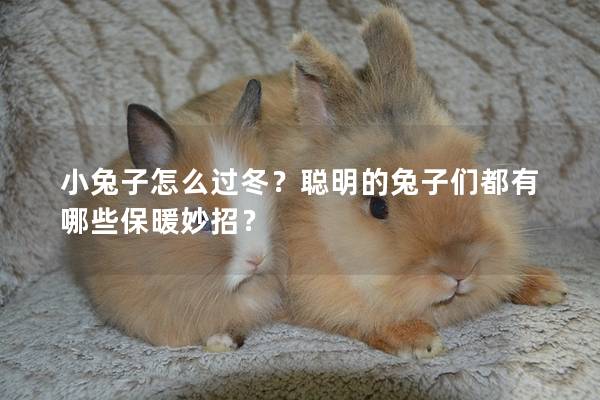 小兔子怎么过冬？聪明的兔子们都有哪些保暖妙招？