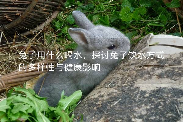 兔子用什么喝水，探讨兔子饮水方式的多样性与健康影响