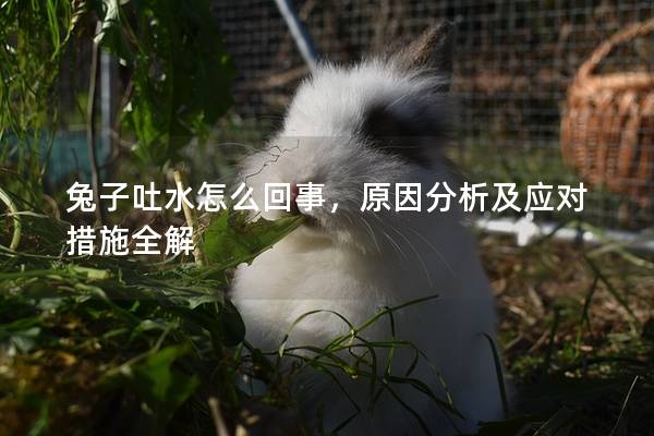 兔子吐水怎么回事，原因分析及应对措施全解