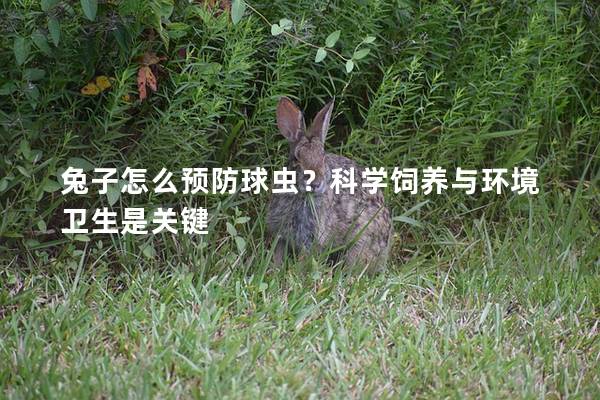 兔子怎么预防球虫？科学饲养与环境卫生是关键