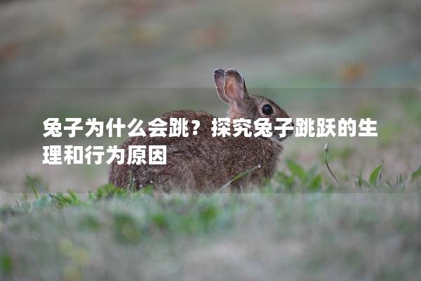 兔子为什么会跳？探究兔子跳跃的生理和行为原因