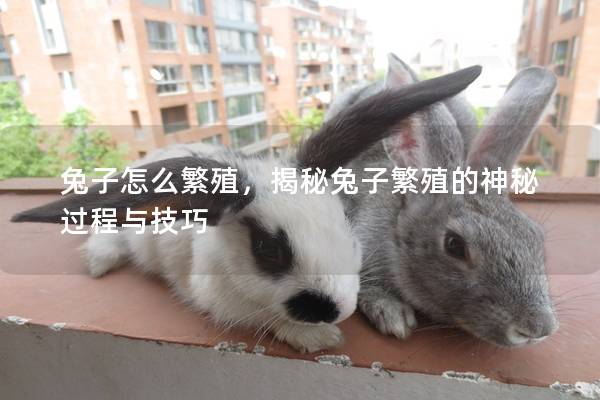 兔子怎么繁殖，揭秘兔子繁殖的神秘过程与技巧