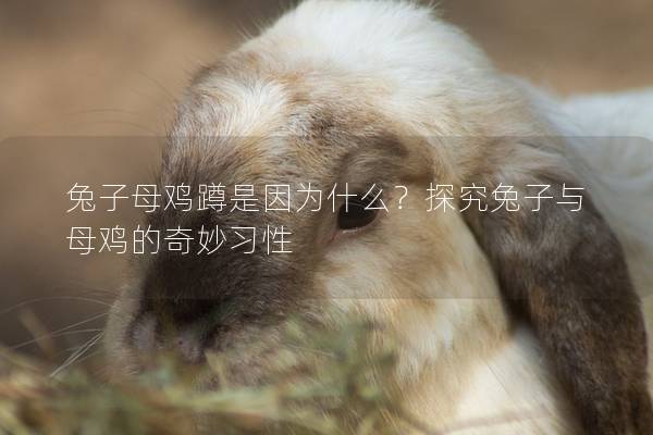 兔子母鸡蹲是因为什么？探究兔子与母鸡的奇妙习性