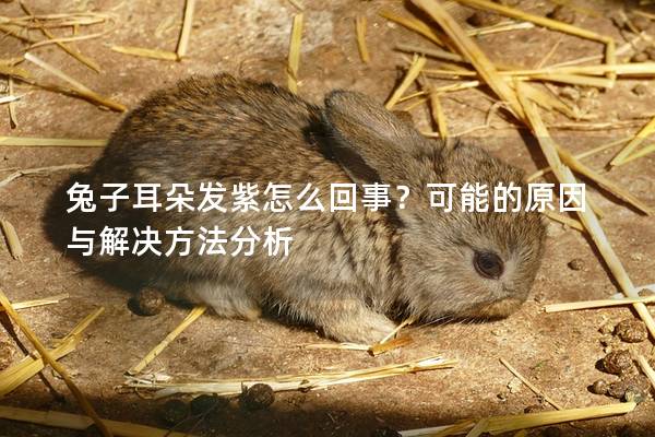 兔子耳朵发紫怎么回事？可能的原因与解决方法分析