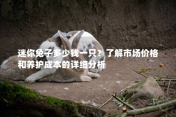 迷你兔子多少钱一只？了解市场价格和养护成本的详细分析