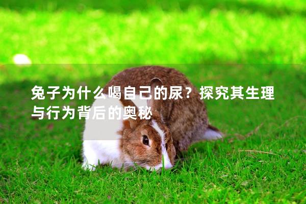 兔子为什么喝自己的尿？探究其生理与行为背后的奥秘