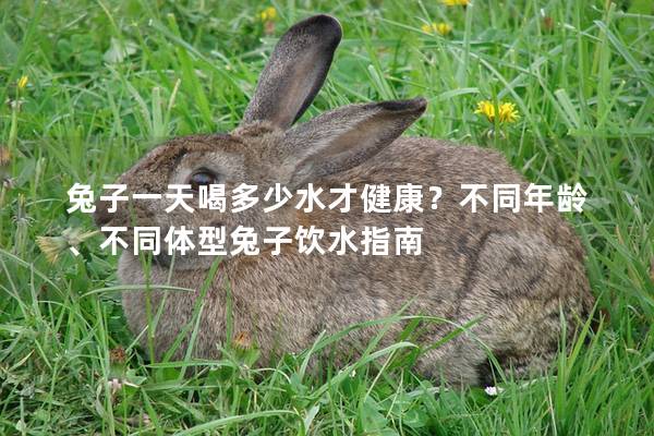 兔子一天喝多少水才健康？不同年龄、不同体型兔子饮水指南