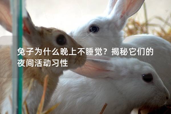 兔子为什么晚上不睡觉？揭秘它们的夜间活动习性