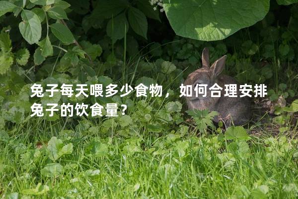 兔子每天喂多少食物，如何合理安排兔子的饮食量？