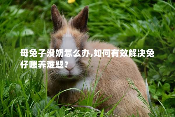 母兔子没奶怎么办,如何有效解决兔仔喂养难题？