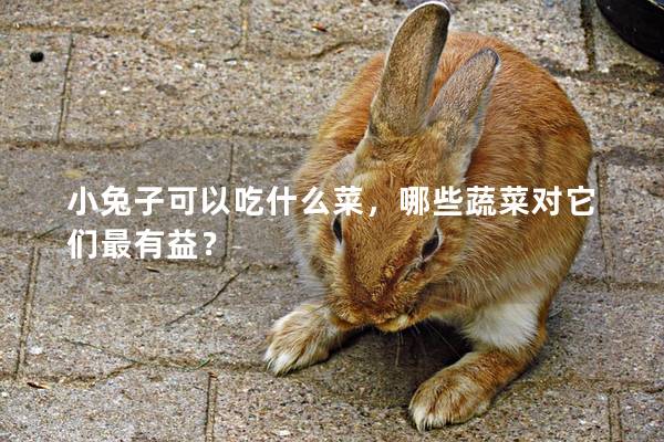 小兔子可以吃什么菜，哪些蔬菜对它们最有益？