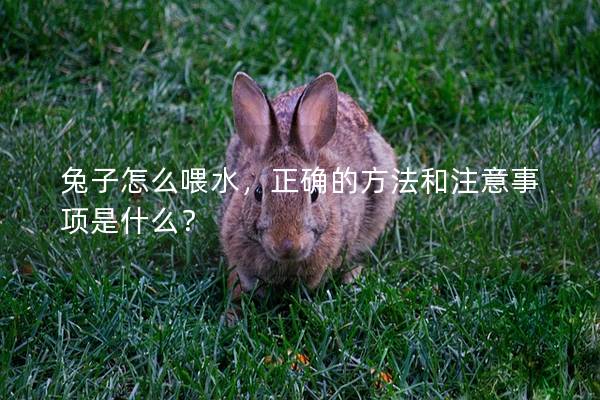 兔子怎么喂水，正确的方法和注意事项是什么？