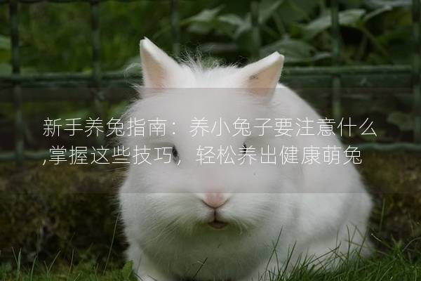 新手养兔指南：养小兔子要注意什么,掌握这些技巧，轻松养出健康萌兔