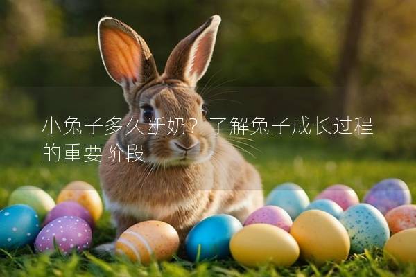 小兔子多久断奶？了解兔子成长过程的重要阶段