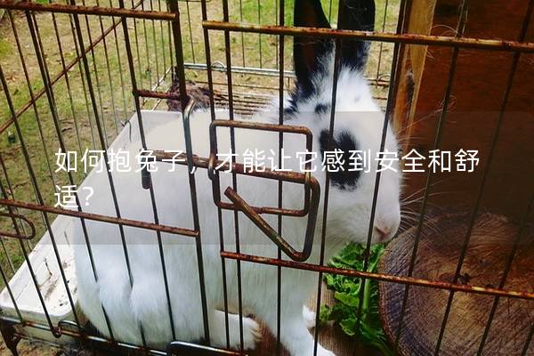 如何抱兔子，才能让它感到安全和舒适？