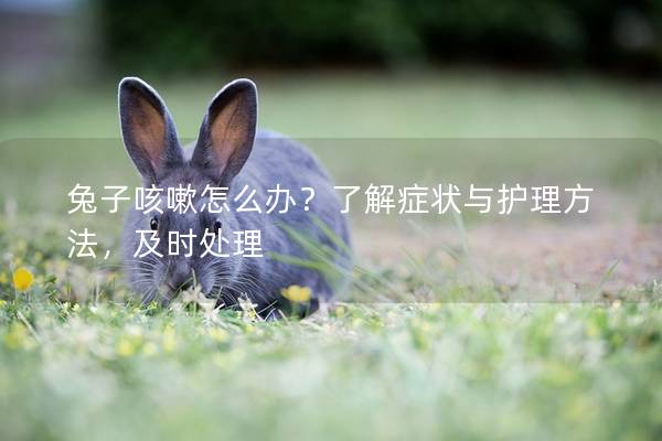 兔子咳嗽怎么办？了解症状与护理方法，及时处理