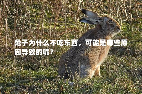 兔子为什么不吃东西，可能是哪些原因导致的呢？