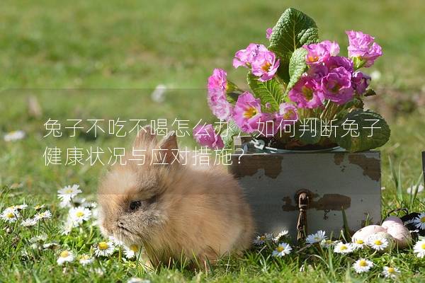 兔子不吃不喝怎么办，如何判断兔子健康状况与应对措施？