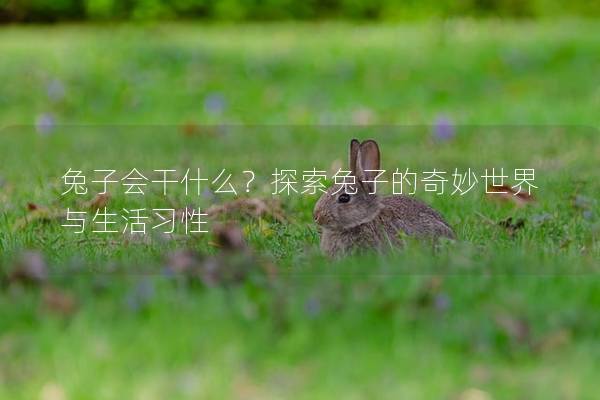 兔子会干什么？探索兔子的奇妙世界与生活习性