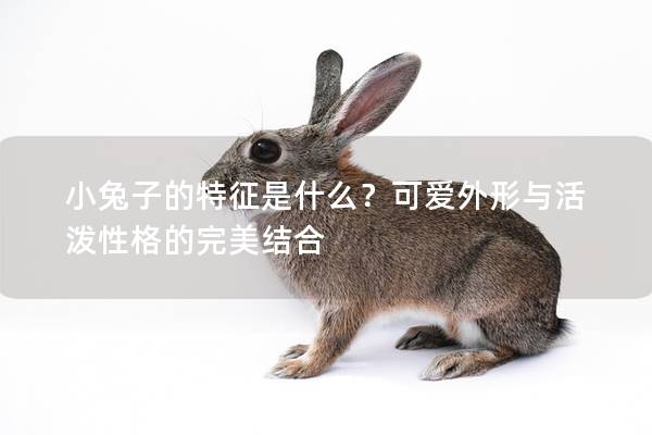 小兔子的特征是什么？可爱外形与活泼性格的完美结合
