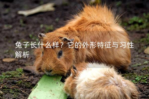 兔子长什么样？它的外形特征与习性解析