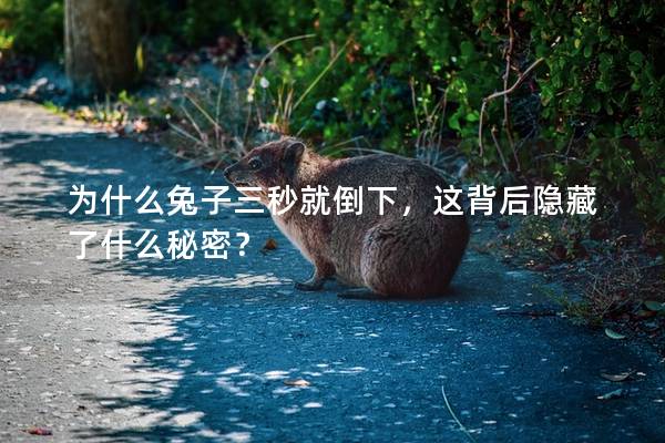 为什么兔子三秒就倒下，这背后隐藏了什么秘密？