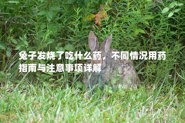 兔子发烧了吃什么药，不同情况用药指南与注意事项详解