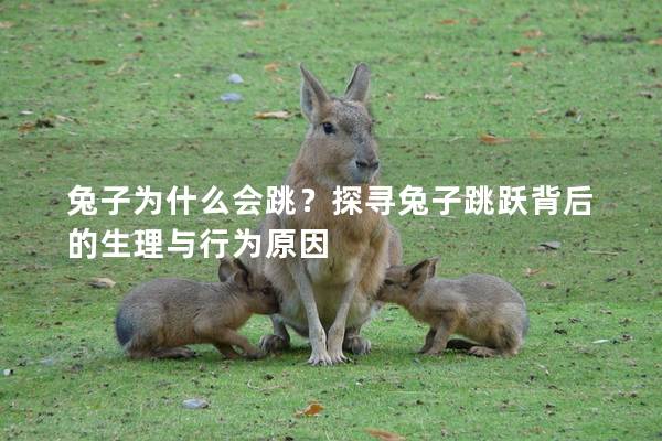 兔子为什么会跳？探寻兔子跳跃背后的生理与行为原因