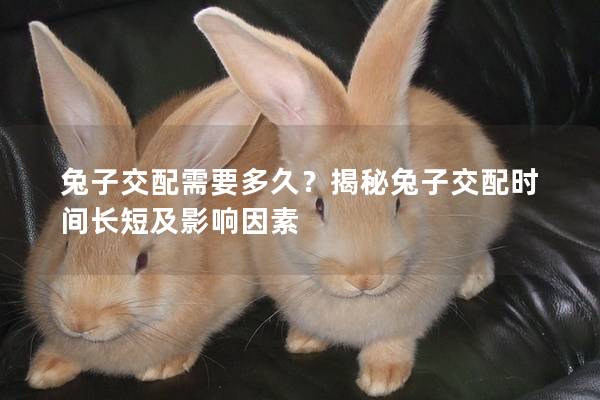 兔子交配需要多久？揭秘兔子交配时间长短及影响因素