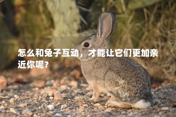 怎么和兔子互动，才能让它们更加亲近你呢？