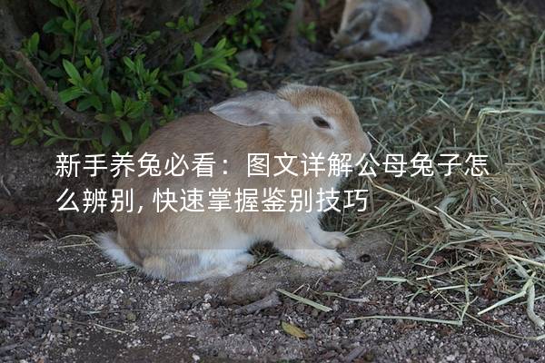 新手养兔必看：图文详解公母兔子怎么辨别, 快速掌握鉴别技巧