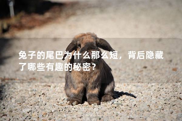 兔子的尾巴为什么那么短，背后隐藏了哪些有趣的秘密？