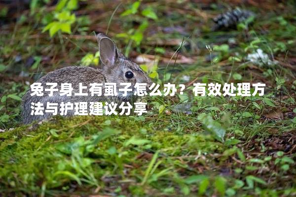 兔子身上有虱子怎么办？有效处理方法与护理建议分享