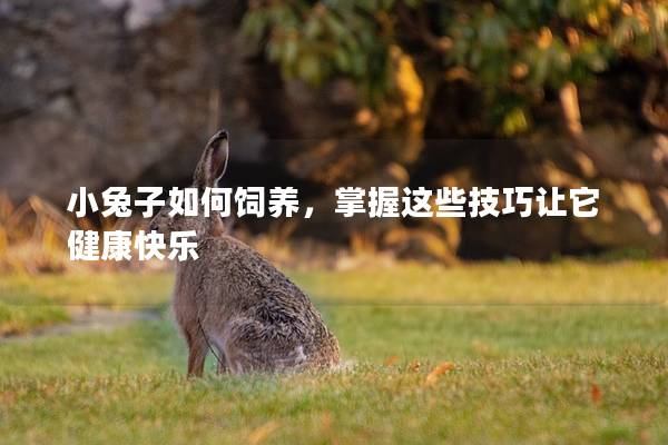 小兔子如何饲养，掌握这些技巧让它健康快乐