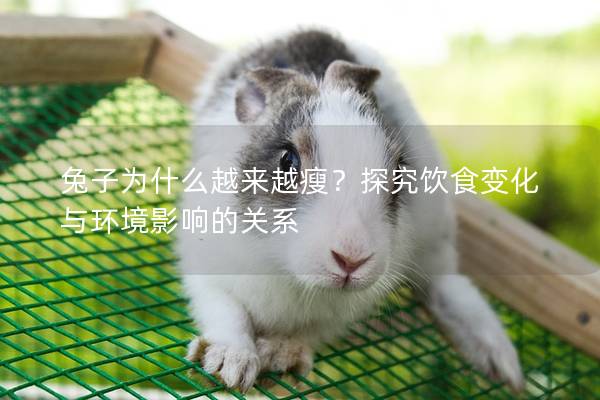 兔子为什么越来越瘦？探究饮食变化与环境影响的关系