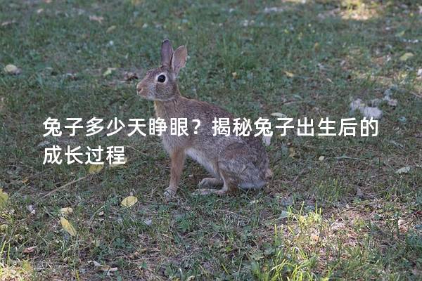 兔子多少天睁眼？揭秘兔子出生后的成长过程