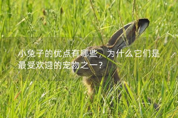 小兔子的优点有哪些，为什么它们是最受欢迎的宠物之一？