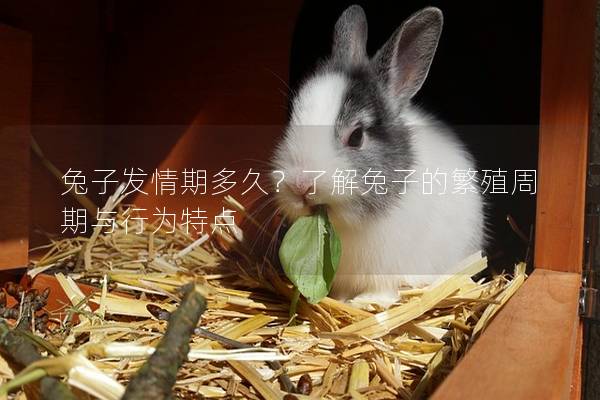 兔子发情期多久？了解兔子的繁殖周期与行为特点