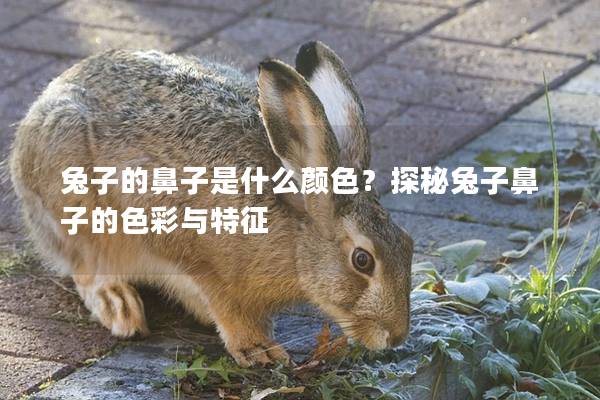 兔子的鼻子是什么颜色？探秘兔子鼻子的色彩与特征