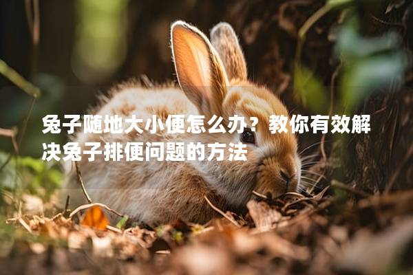 兔子随地大小便怎么办？教你有效解决兔子排便问题的方法