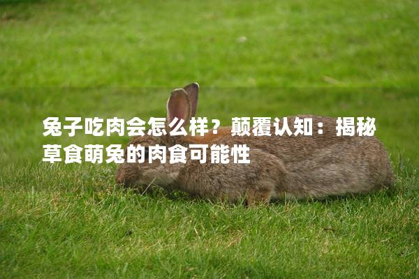 兔子吃肉会怎么样？颠覆认知：揭秘草食萌兔的肉食可能性
